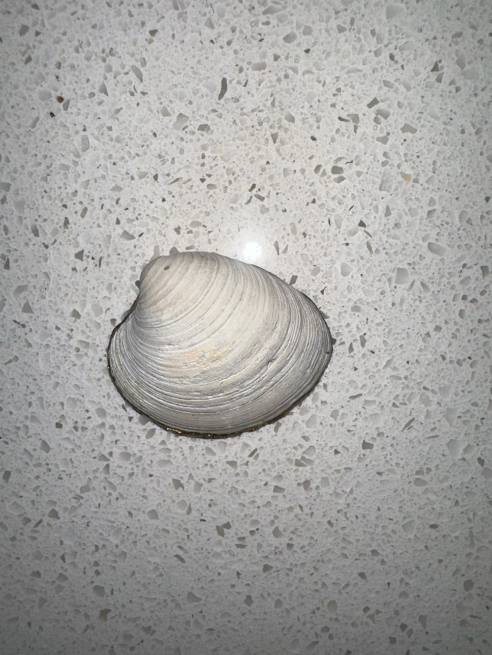 Mini decoupage shell - Picture 5 of 5